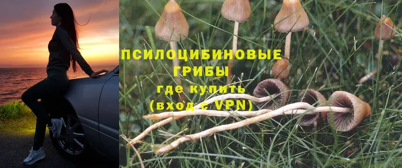 наркошоп  Ардатов  это какой сайт  Галлюциногенные грибы Psilocybine cubensis 